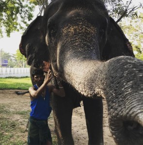 Фото. Красивая слониха, 20 лет, Шри Ланка. Дондра